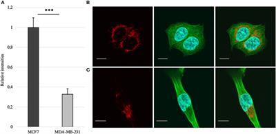 Metabolic and OXPHOS Activities Quantified by Temporal ex vivo Analysis Display Patient-Specific Metabolic Vulnerabilities in Human Breast Cancers